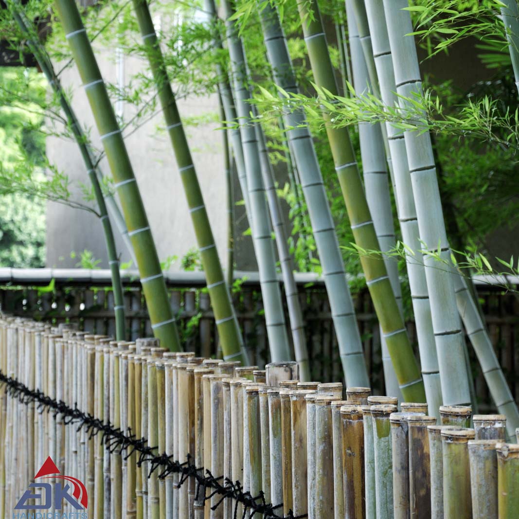 Bamboo Fence